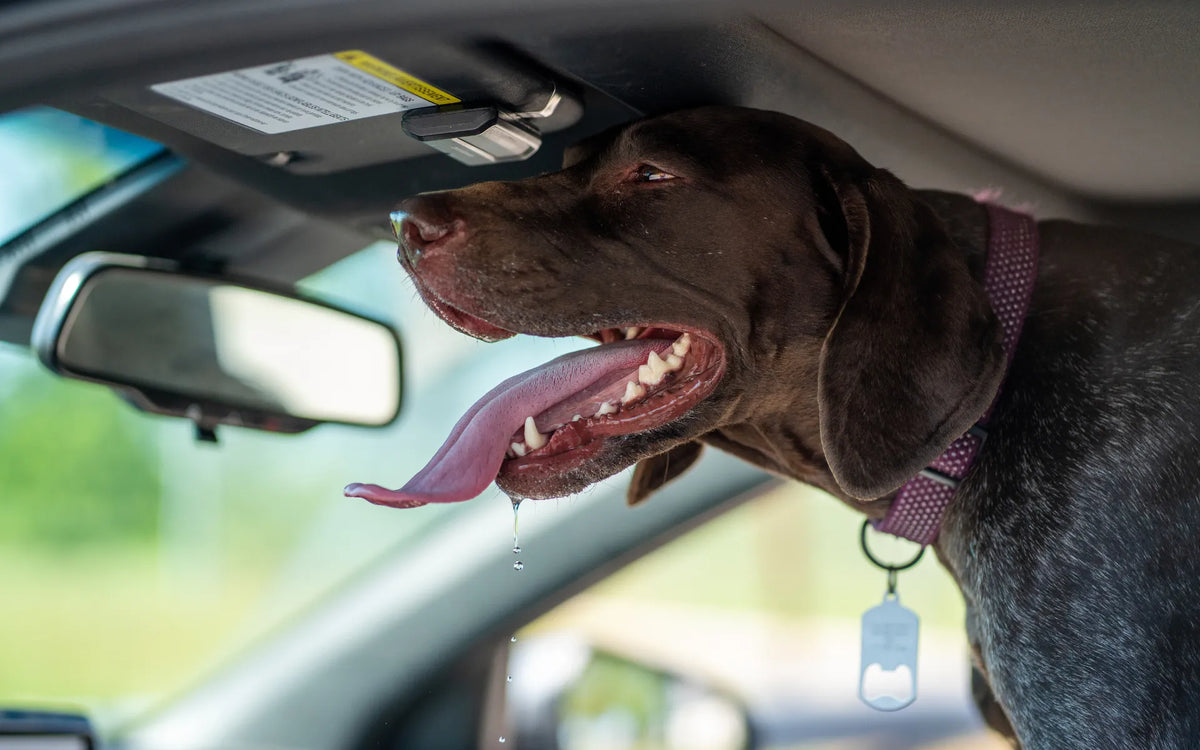 Coup de chaleur chez le chat et le chien : prévention & gestes