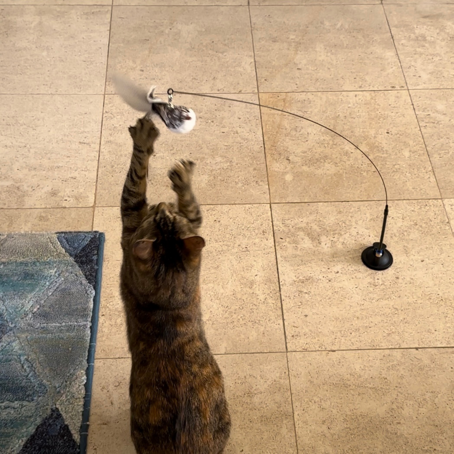 PACK 5 oiseaux + canne + ventouse stimulant pour chat