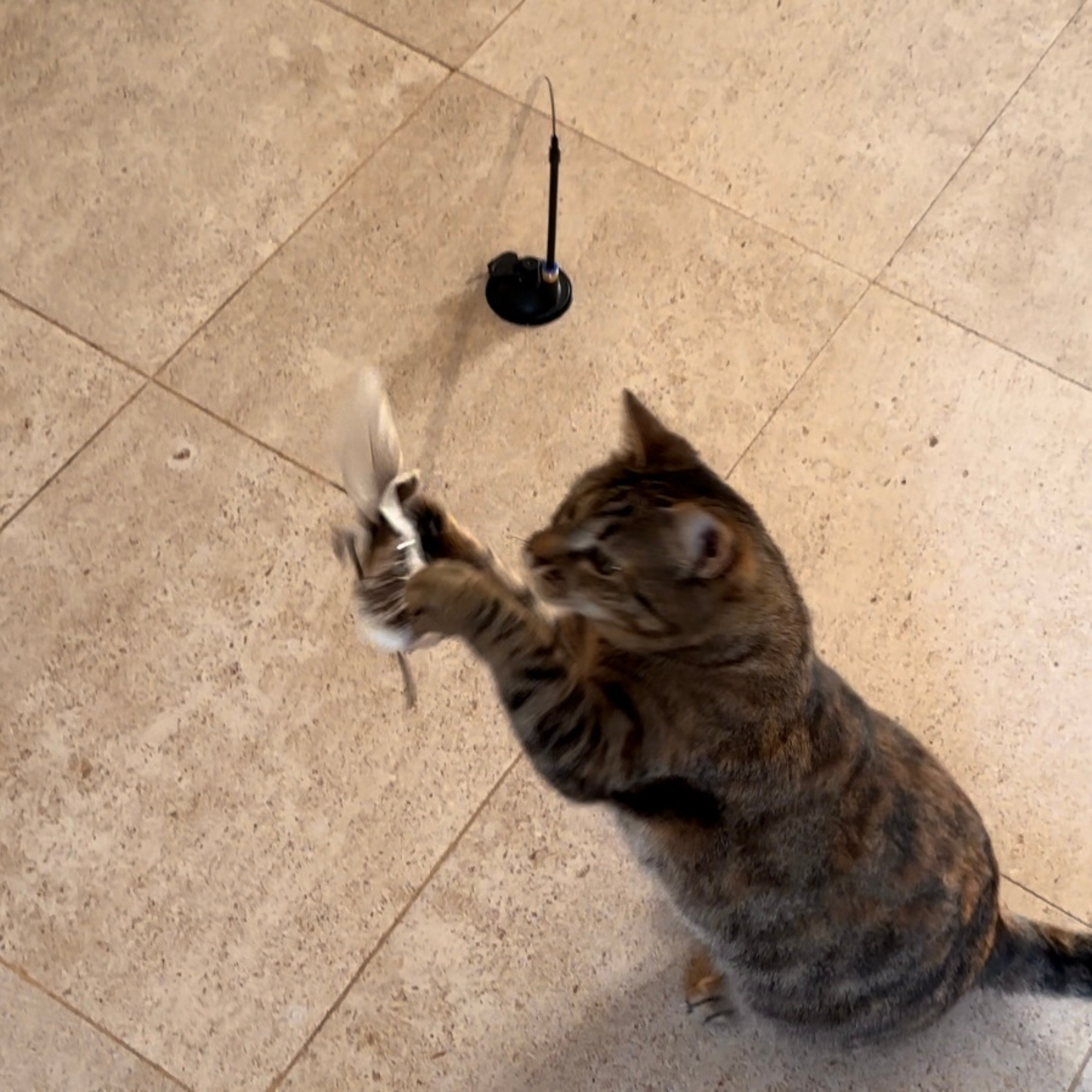 PACK 5 oiseaux + canne + ventouse stimulant pour chat