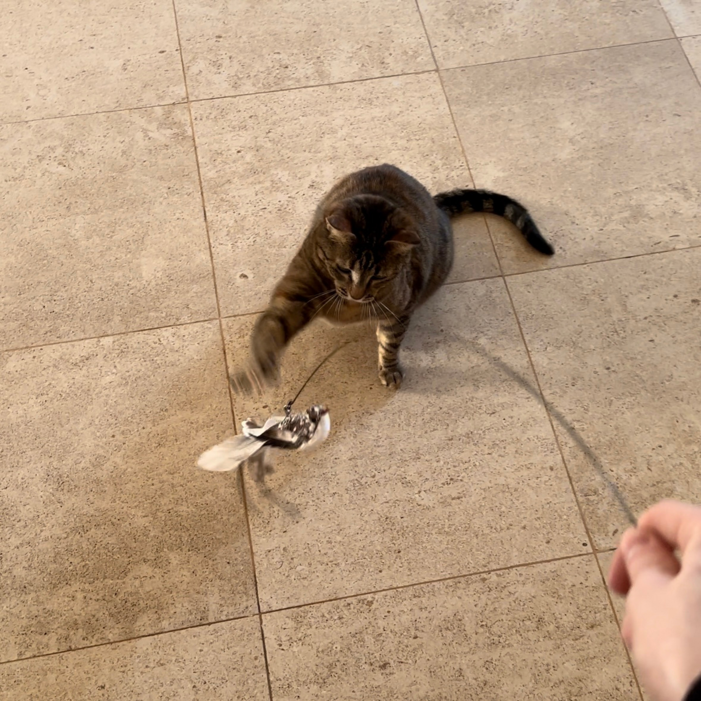 PACK 5 oiseaux + canne + ventouse stimulant pour chat