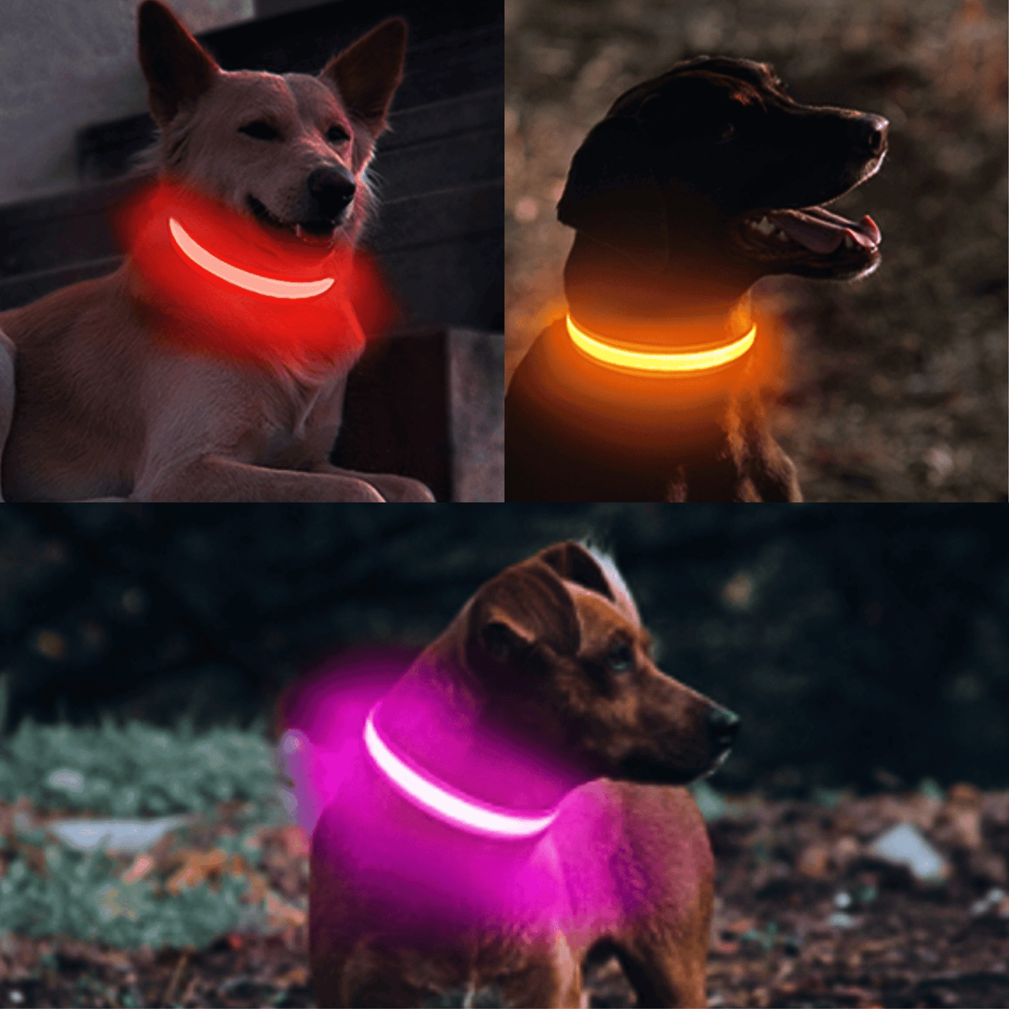 Collier Led pour chien | NightCollar™ - MyPetsHub