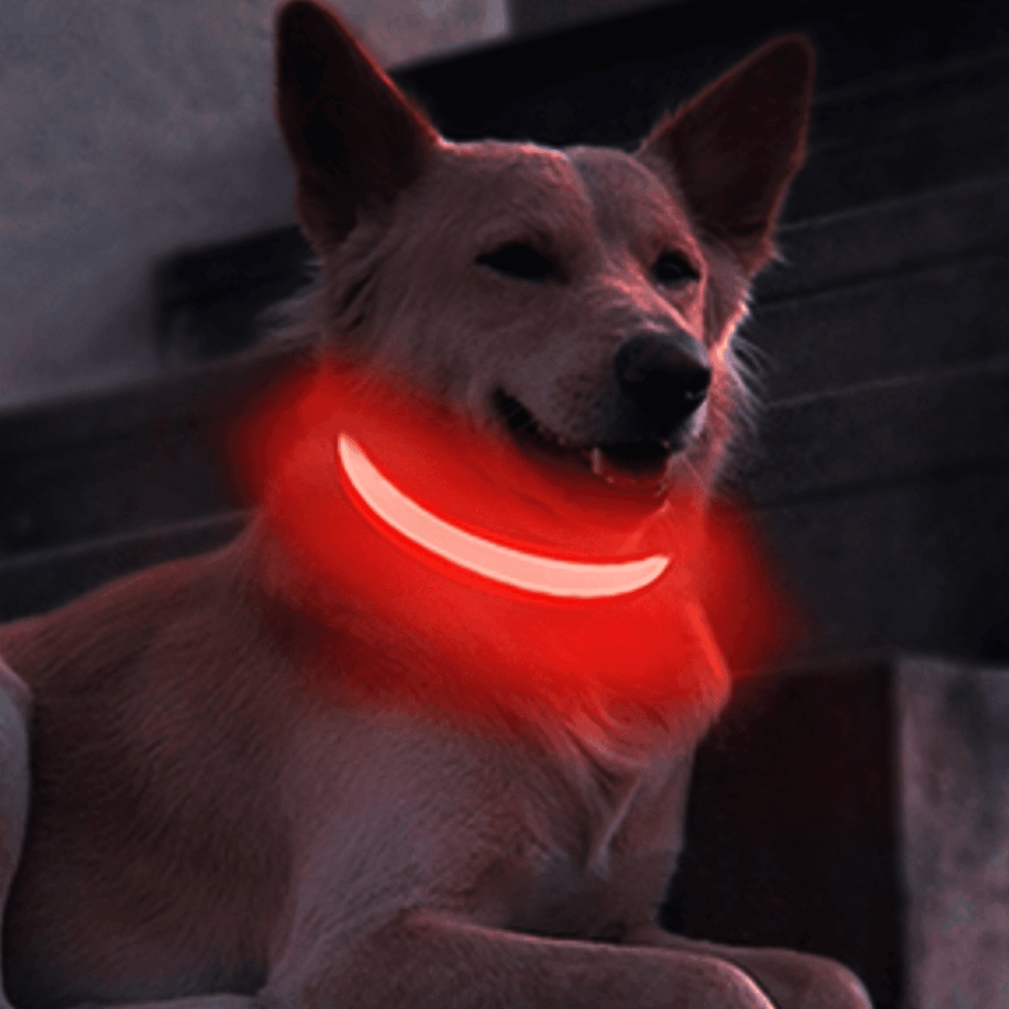 Collier Led pour chien | NightCollar™ - MyPetsHub