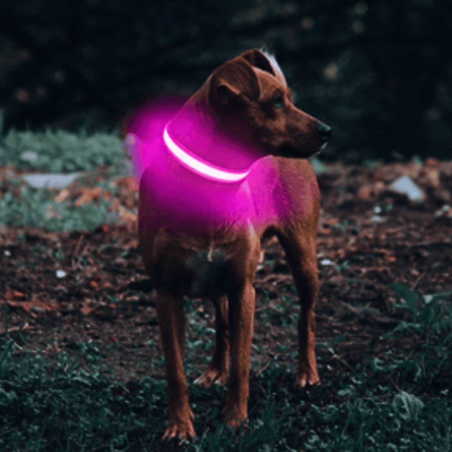 Collier Led pour chien | NightCollar™ - MyPetsHub