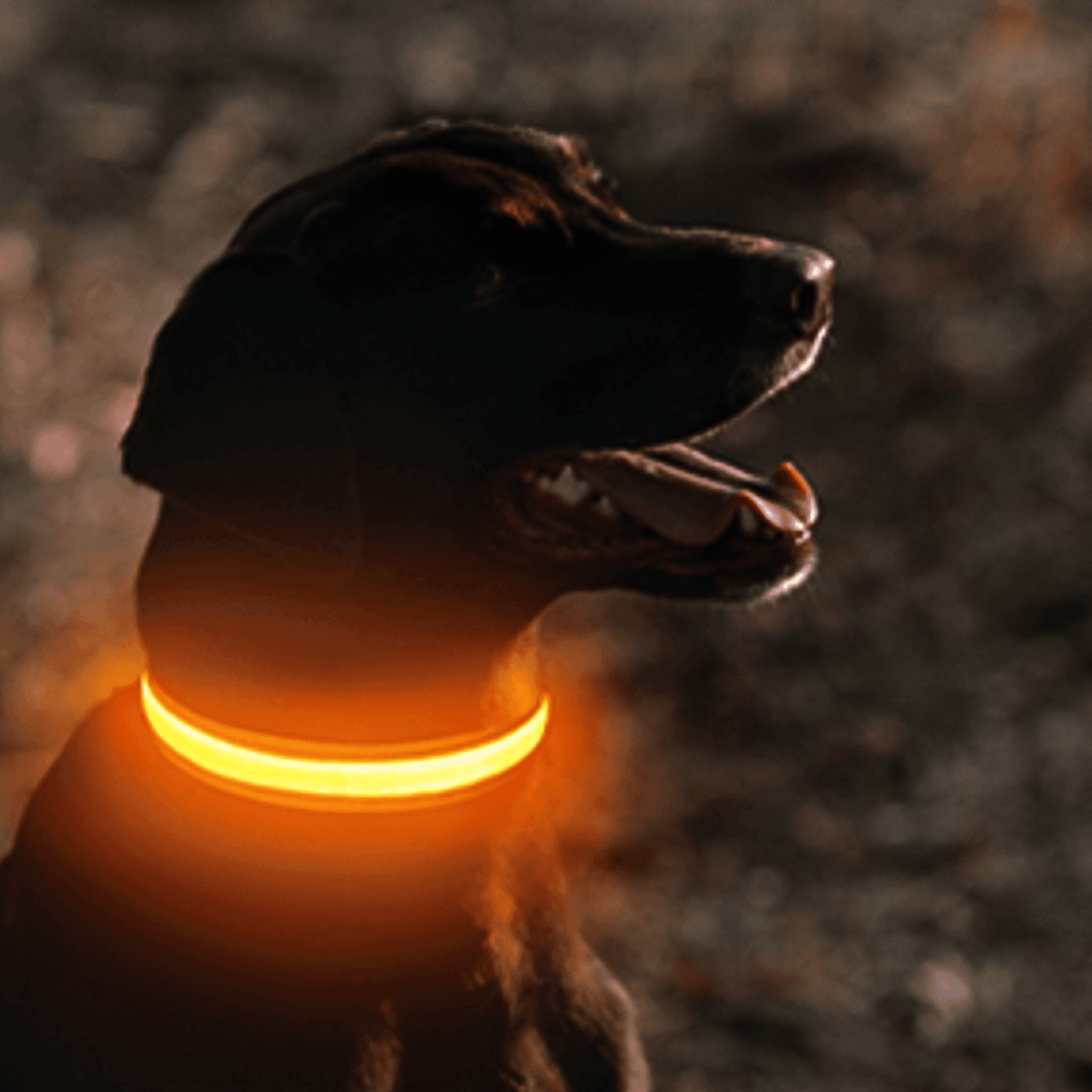 Collier Led pour chien | NightCollar™ - MyPetsHub
