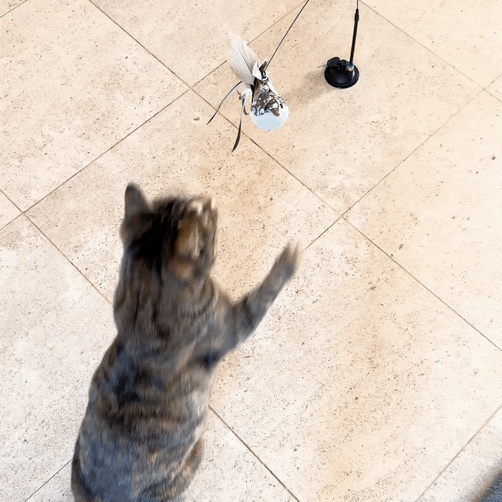 PACK 5 oiseaux + canne + ventouse stimulant pour chat