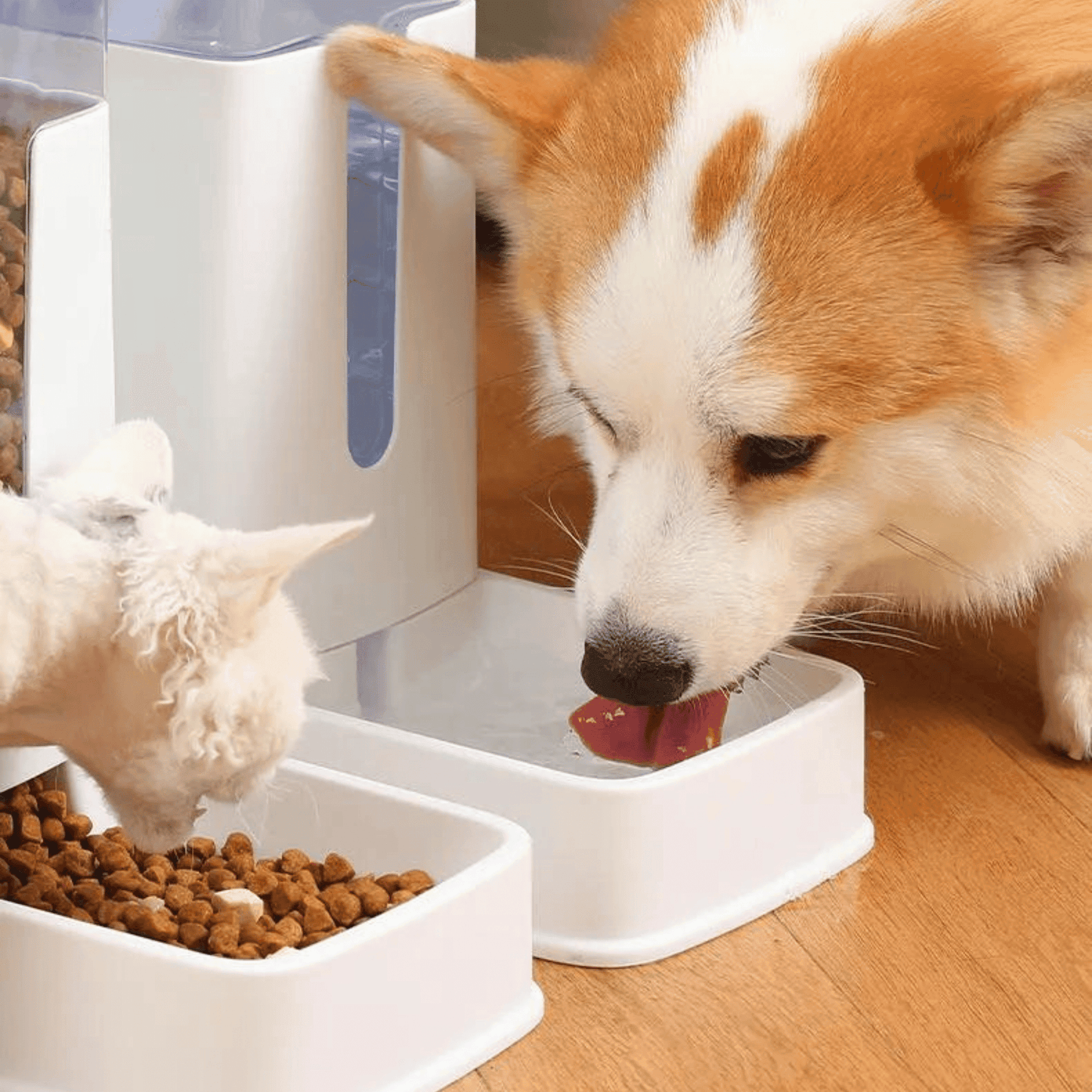 Distributeurs automatique pour chat | FeederCat™ - MyPetsHub