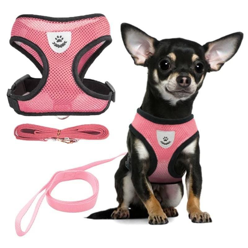 Harnais + Laisse offerte pour chien | DogAdventure™ - MyPetsHub