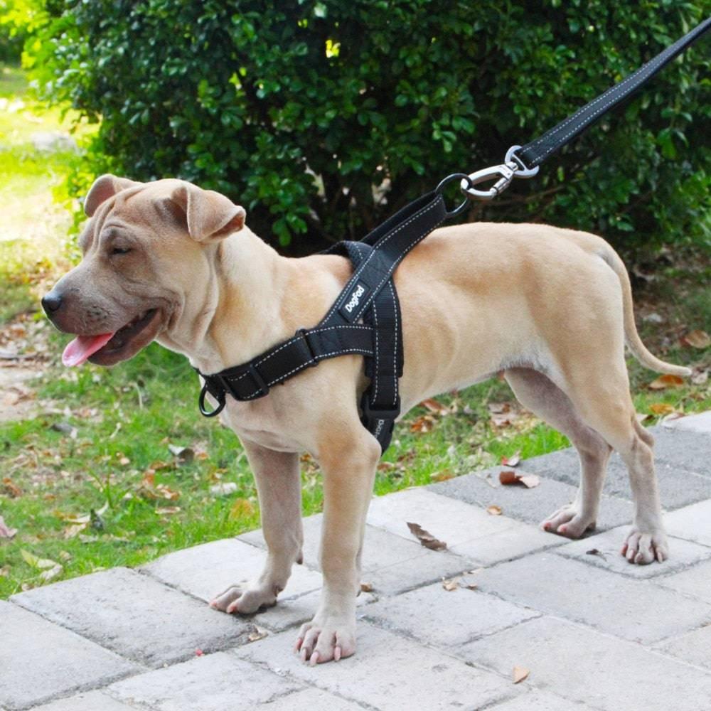 Harnais pour chien | Doggy™ - MyPetsHub