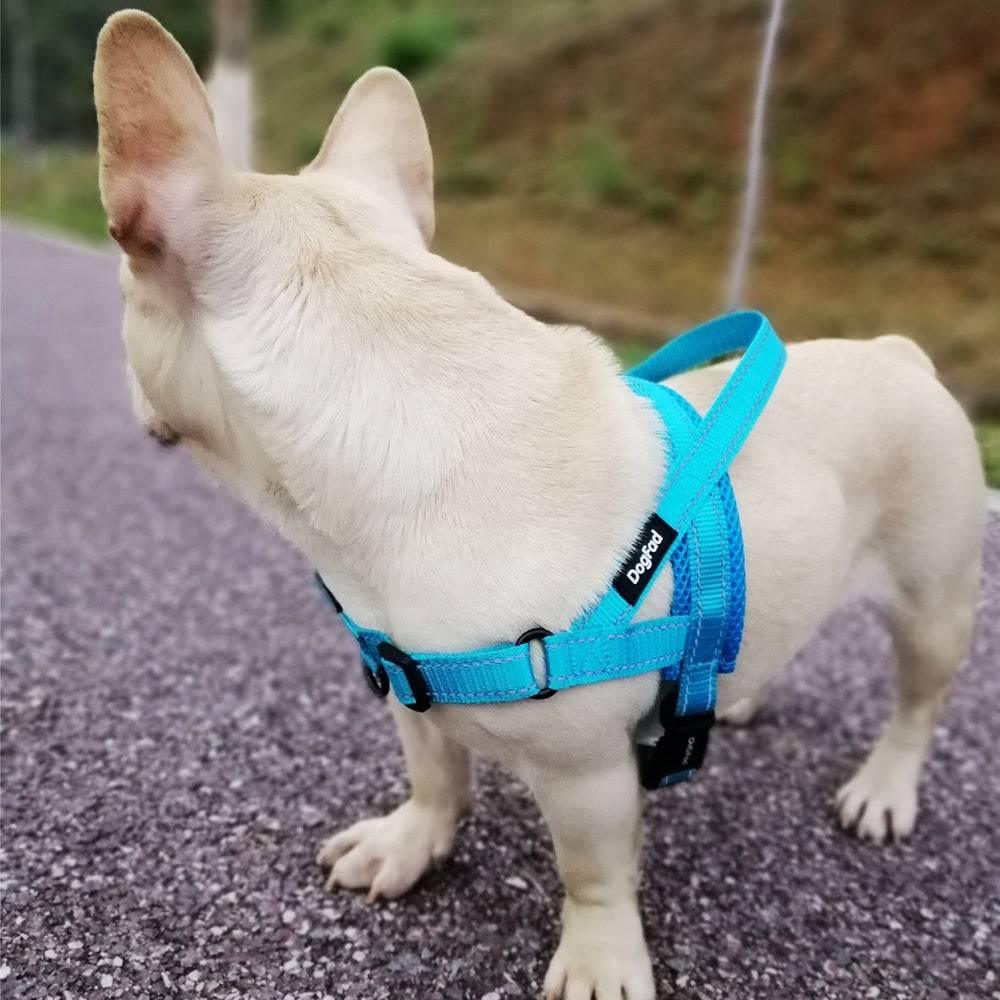 Harnais pour chien | Doggy™ - MyPetsHub