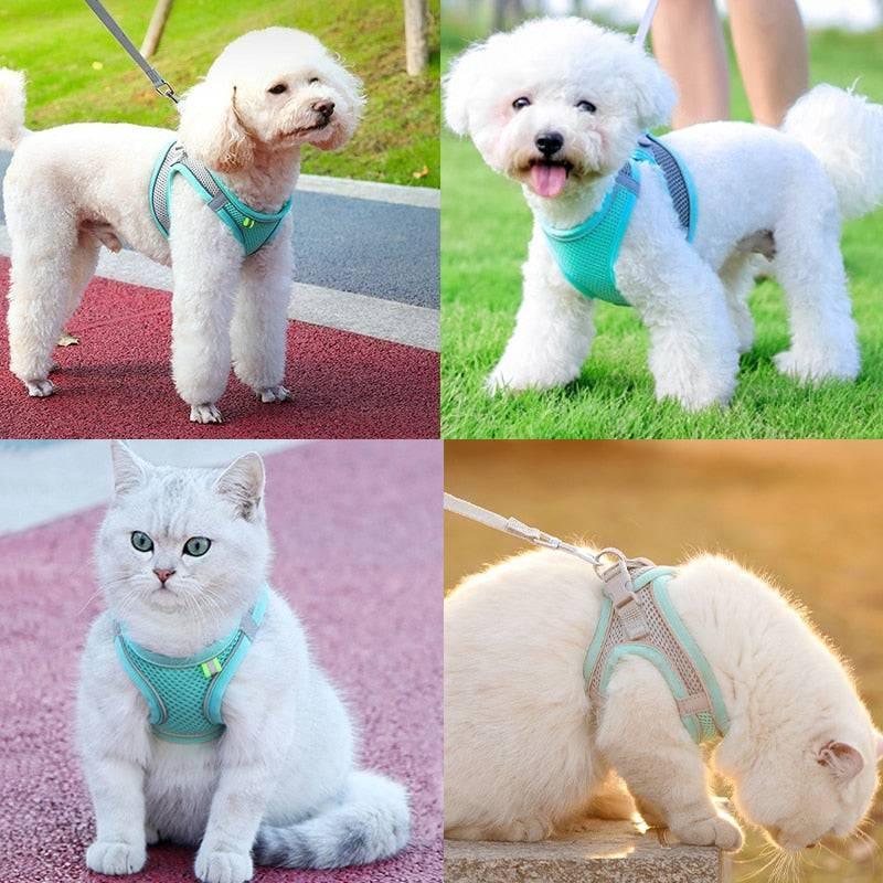 Harnais réfléchissant + laisse offerte pour chat | ChAdventure™ - MyPetsHub