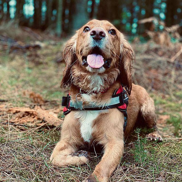 Harnais réfléchissant pour chien | ReflectiveDog™ - MyPetsHub