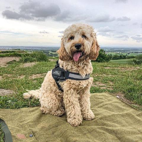 Harnais réfléchissant pour chien - MyPetsHub