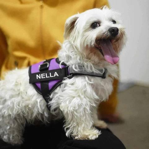 Harnais réfléchissant pour chien - MyPetsHub