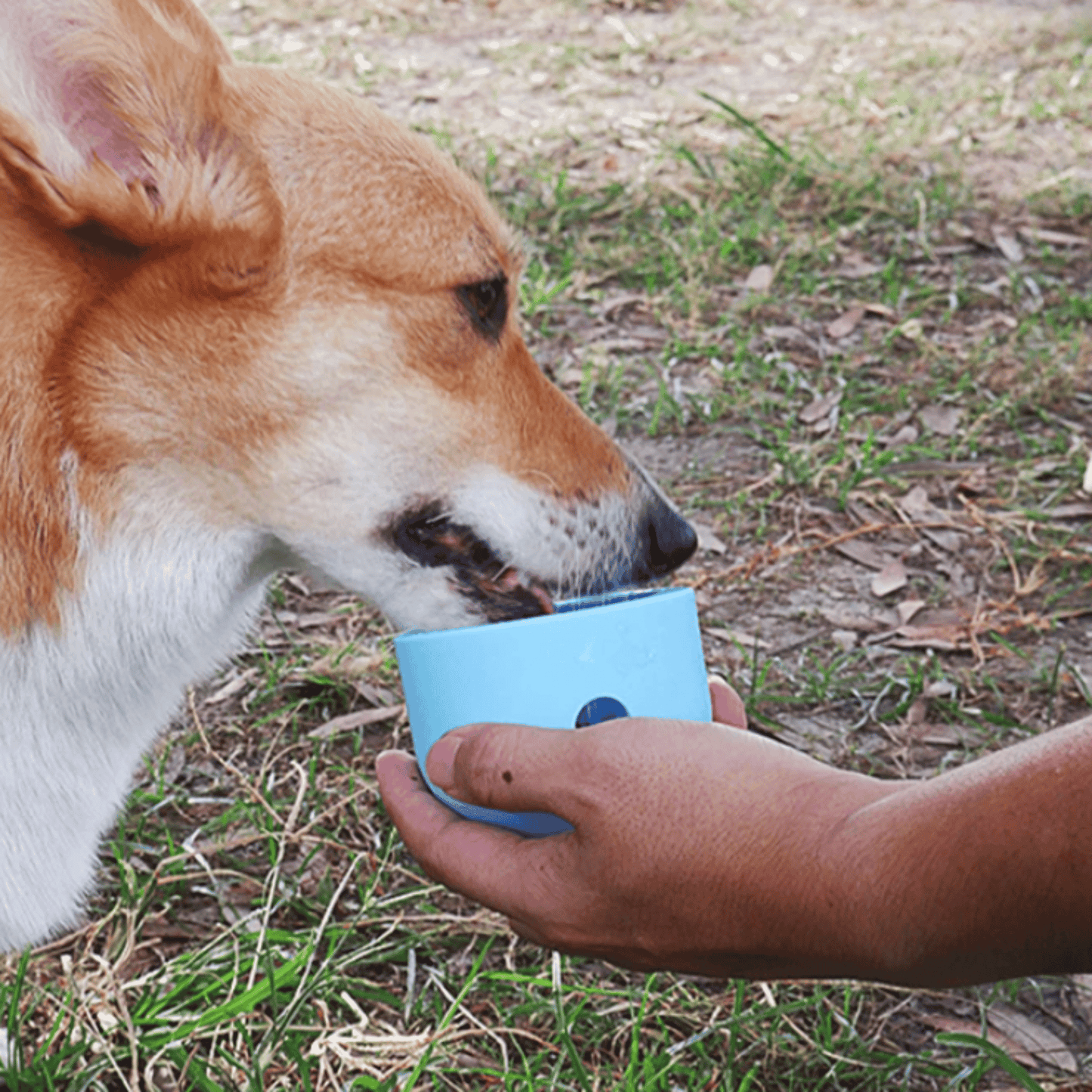 Jouet avec nourriture pour chien - MyPetsHub