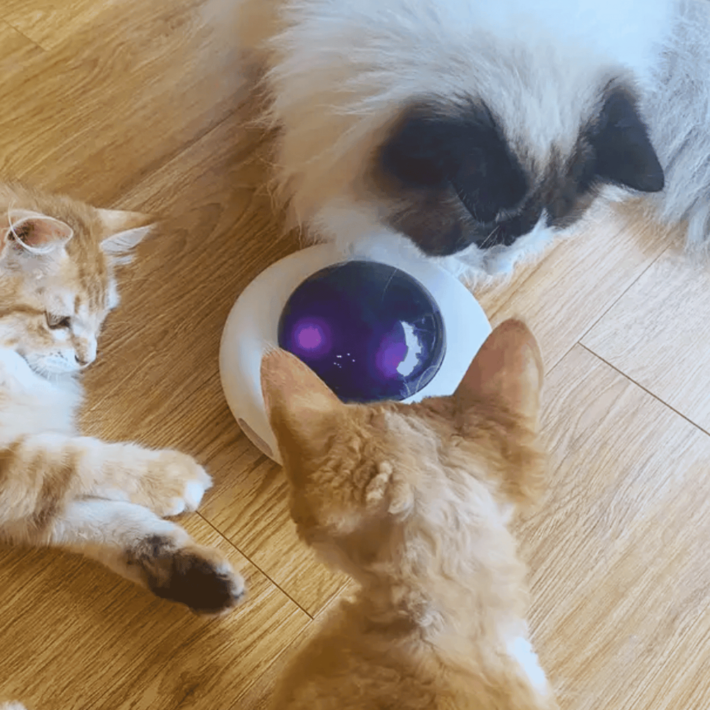 Jouet intelligent OVNI avec plumes pour chat - MyPetsHub
