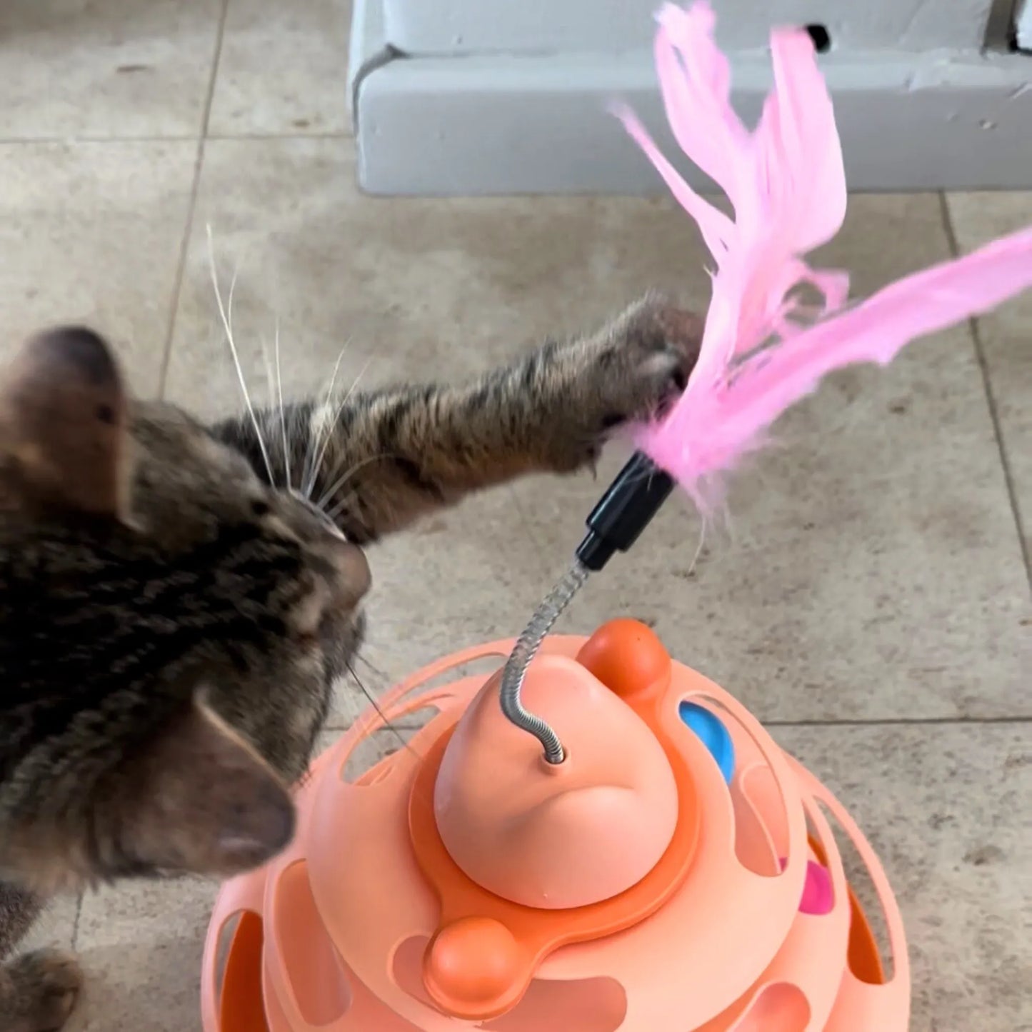 Tour de jeu pour chat