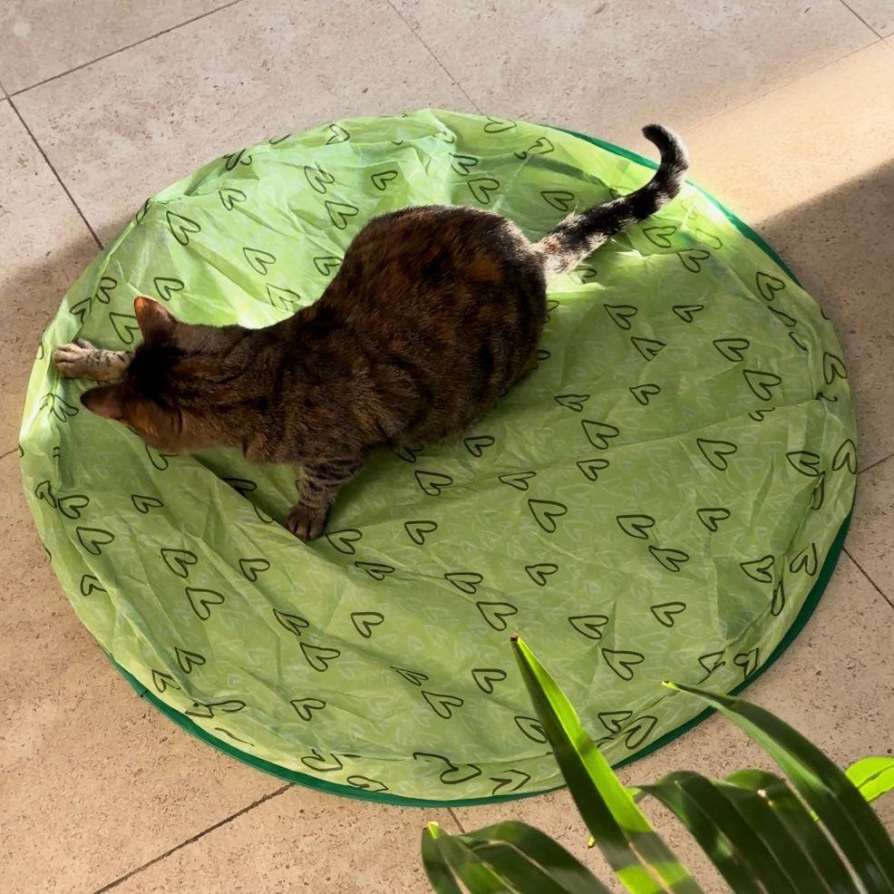 Jouet de chasse stimulant pour chat - MyPetsHub