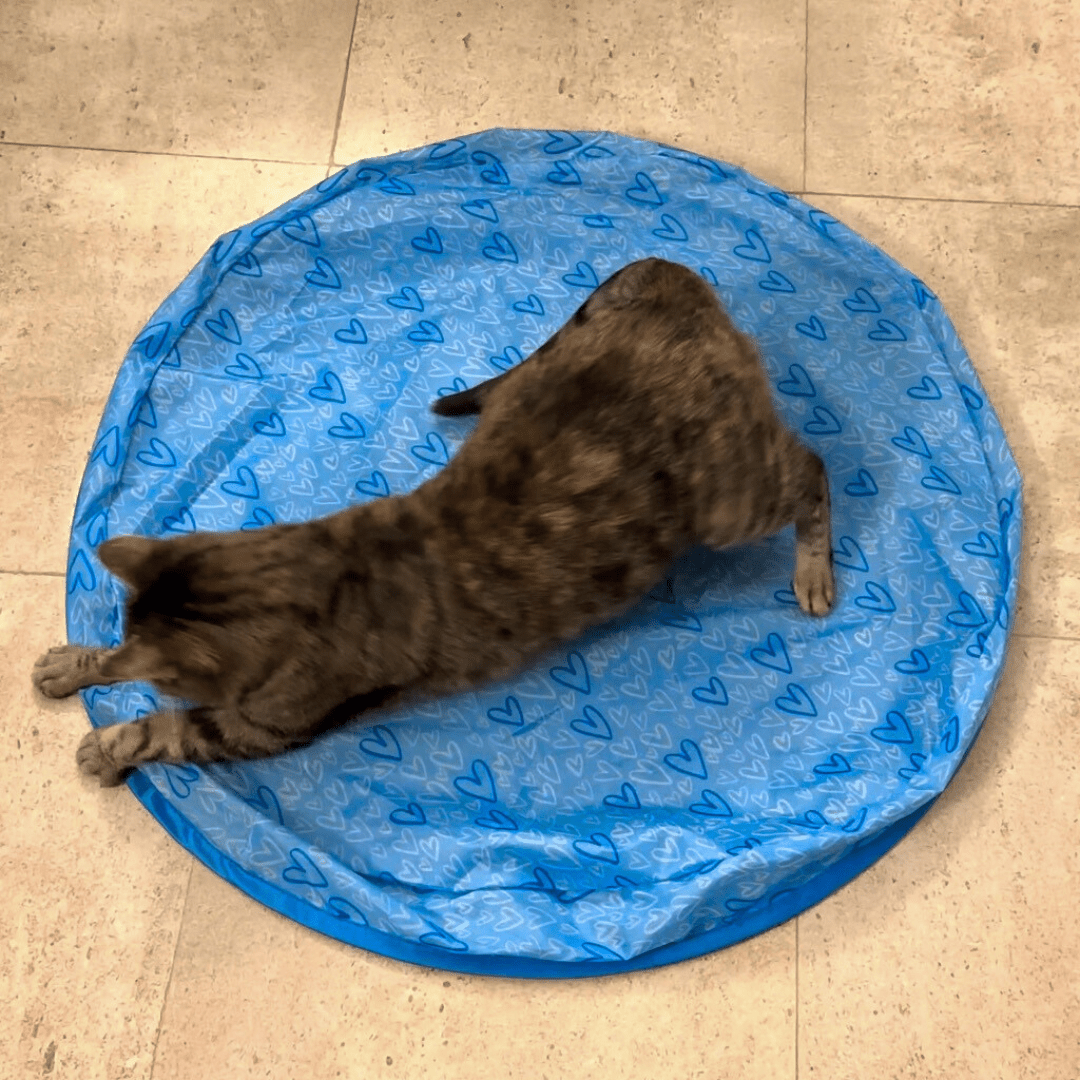 Jouet de chasse stimulant pour chat - MyPetsHub