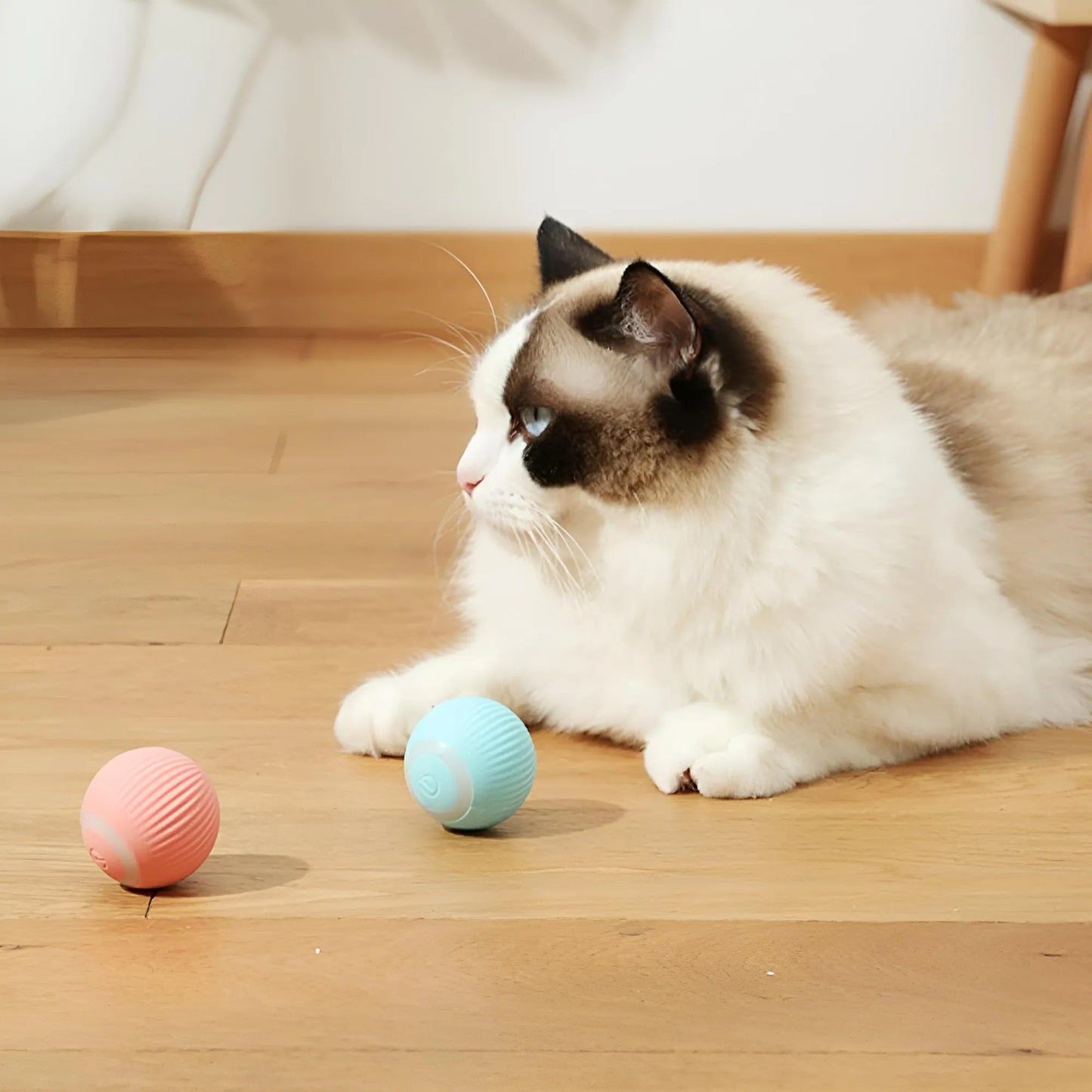 Pack Rentrée pour chats et chatons