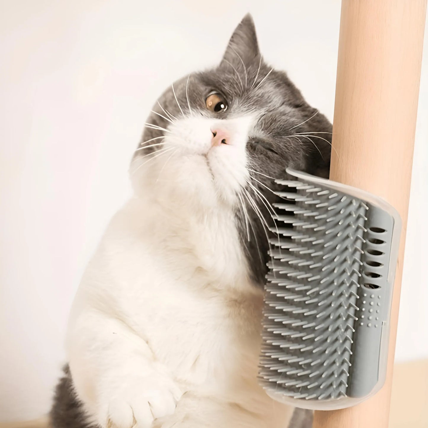 Pack Rentrée pour chats et chatons