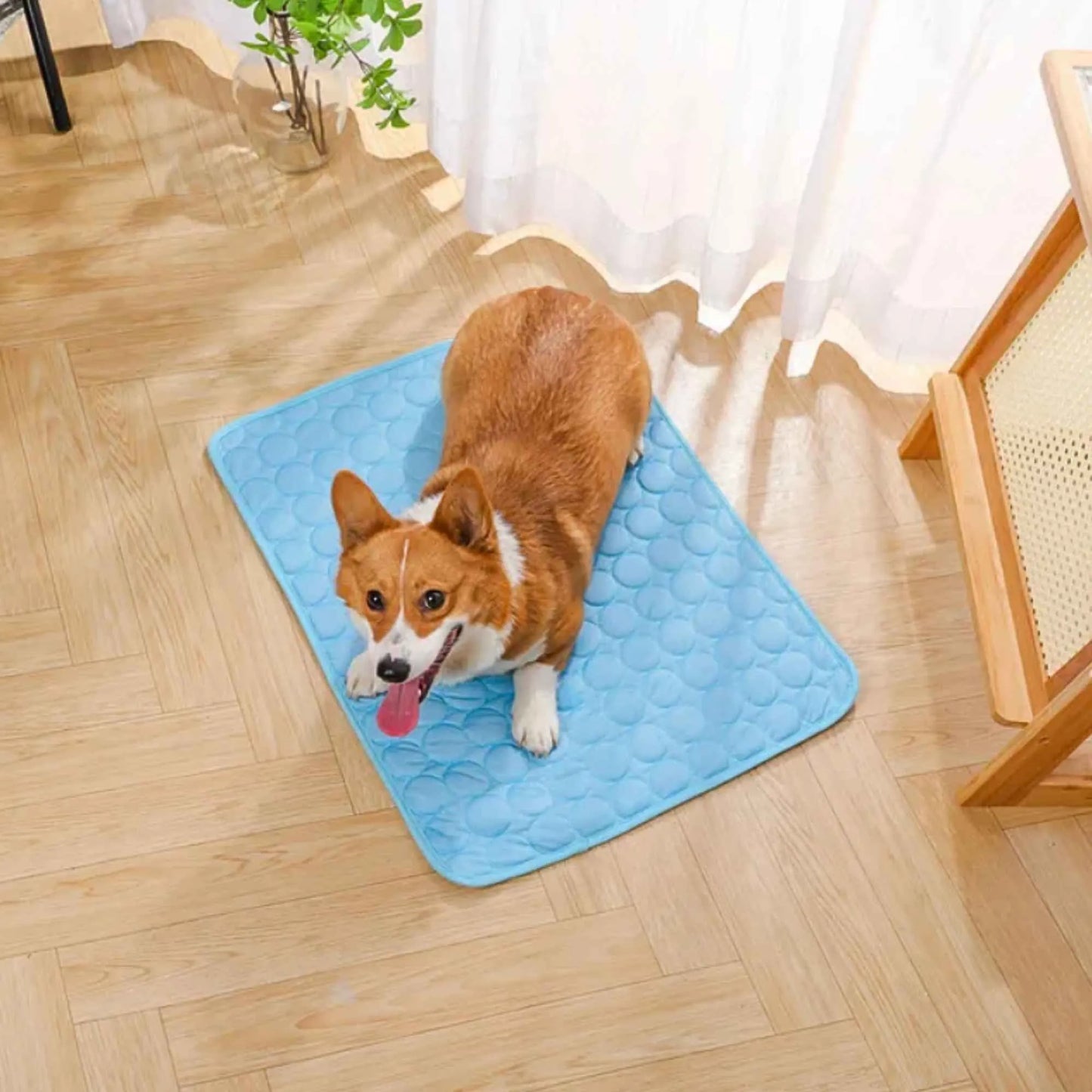 Tapis Rafraichissant pour chien et chat - MyPetsHub