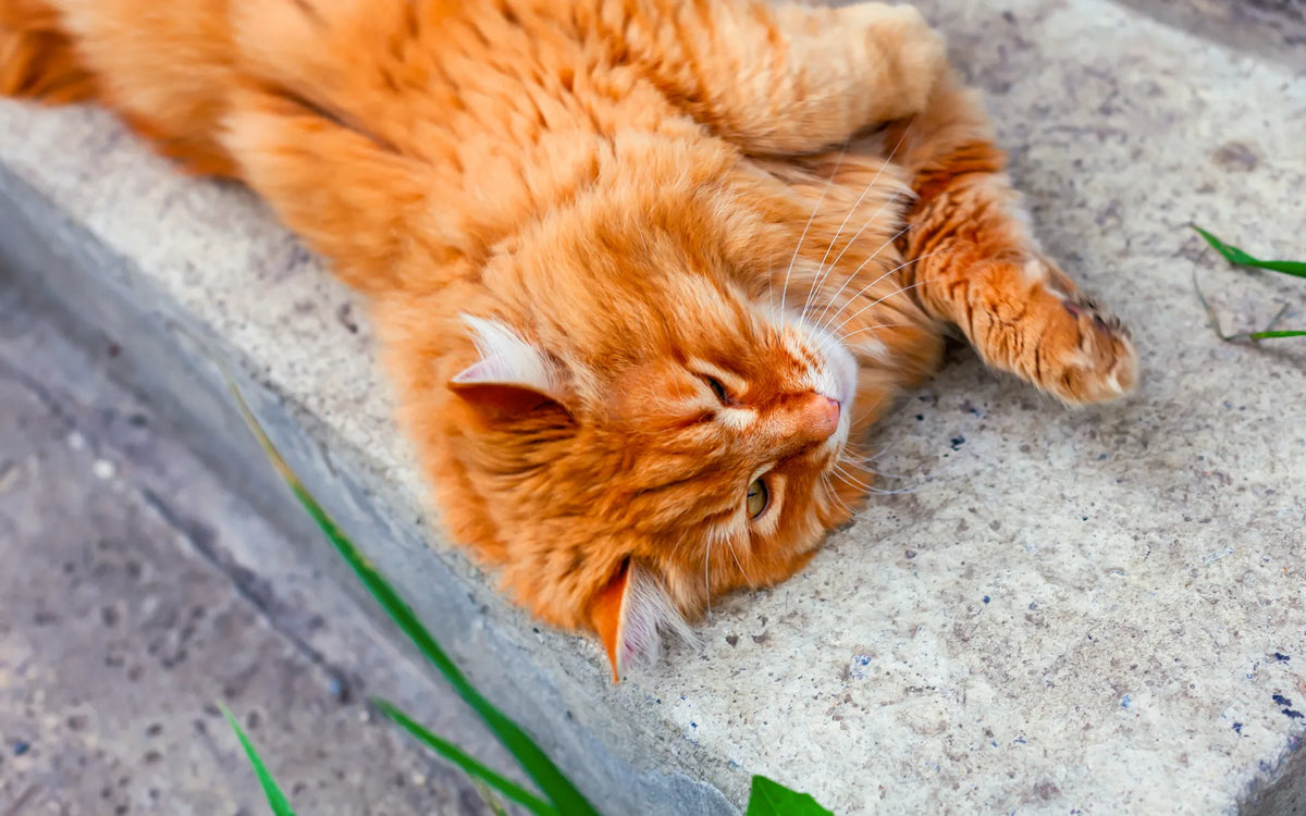 Tendance TikTok viral : pourquoi les chats adorent le béton ?