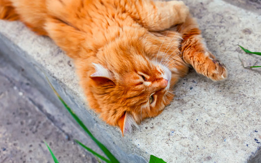 Chat allongé sur une marche en béton, tendance TikTok expliquée par MyPetsHub