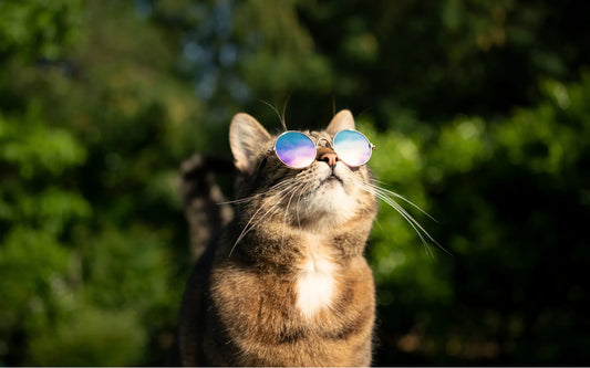 Chat avec des lunettes de soleil pour se protéger de la chaleur pendant la canicule