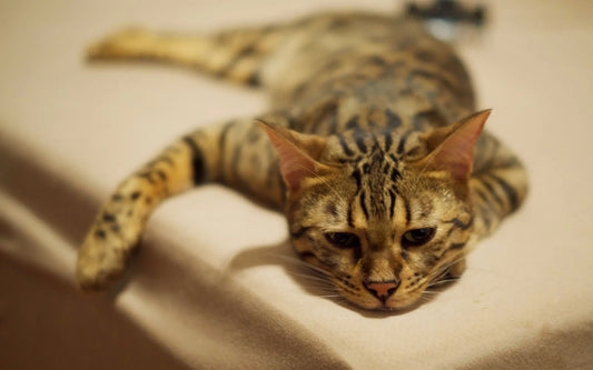 Votre chat s'ennuie-t-il quand vous partez ? L'importance du jeu et des jouets de chasse interactifs