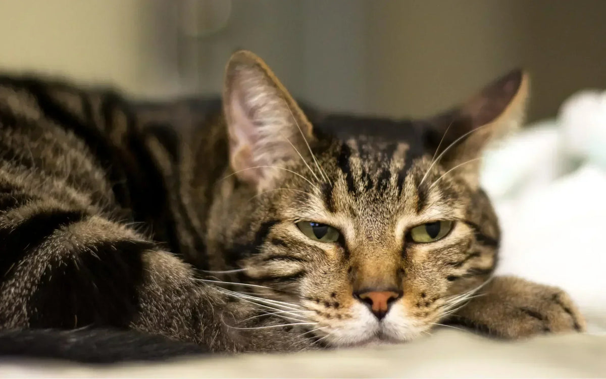 Comment occuper son chat pendant votre absence : 10 astuces efficaces contre l’ennui