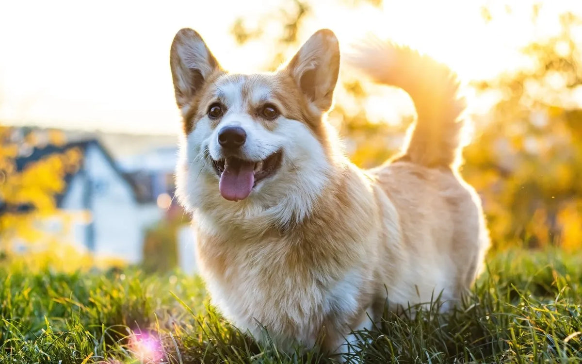 Chien ou chat qui a trop chaud en été : 5 solutions pour le soulager