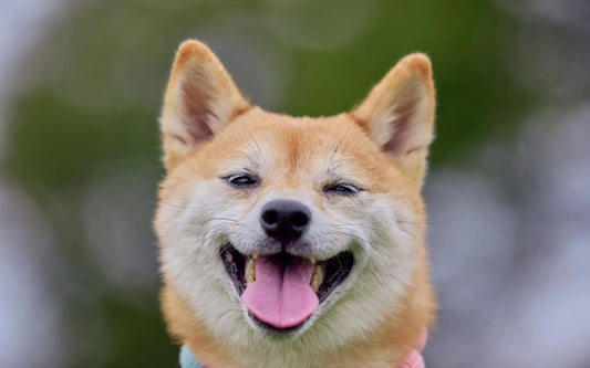 Chien heureux avec gueule détendue et langue sortie, signe de bien-être