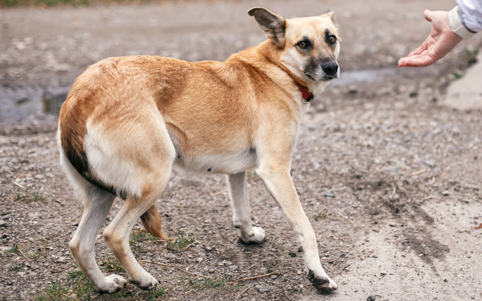 Chien stressé : comprendre l’anxiété et aider son compagnon à retrouver le calme