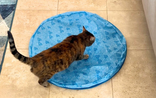 Chat et chien qui jouent avec des jouets interactifs, pour stimuler leur activité et réduire l’ennui.