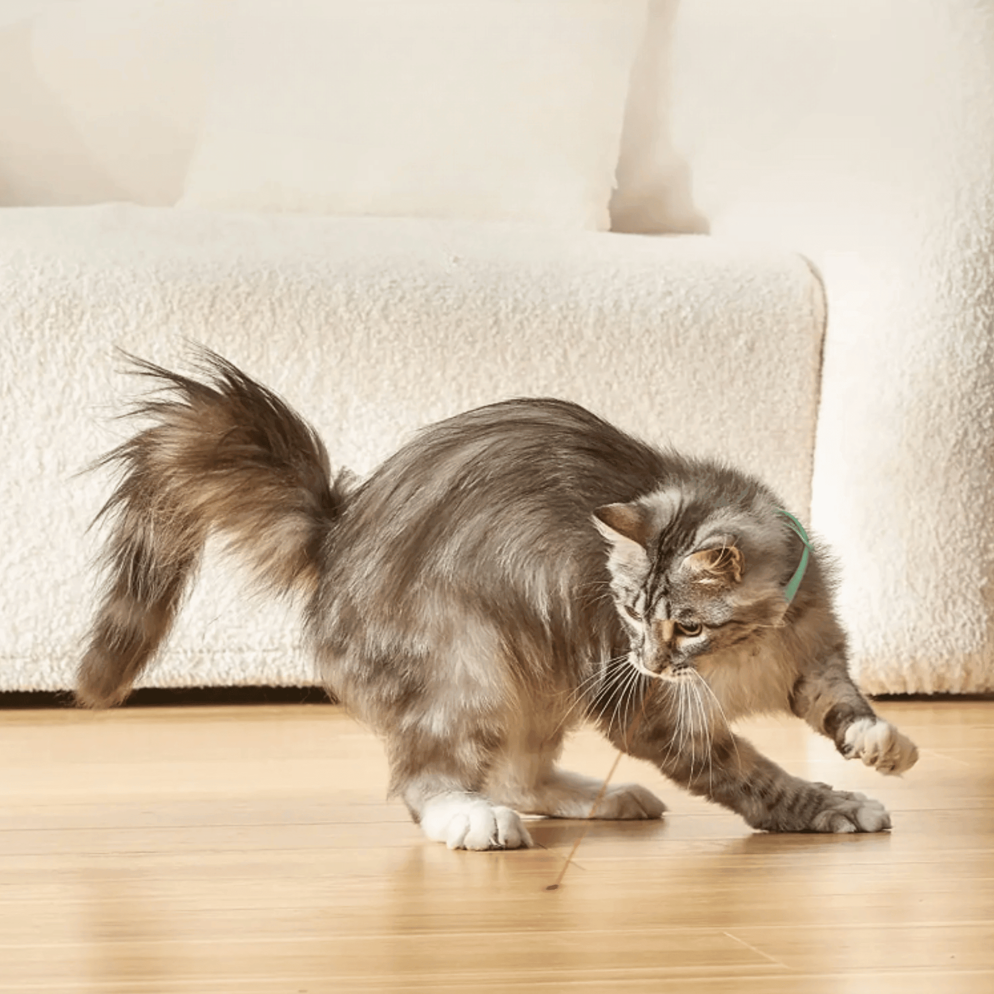 Collier laser pour chat | LaserCat™ - MyPetsHub