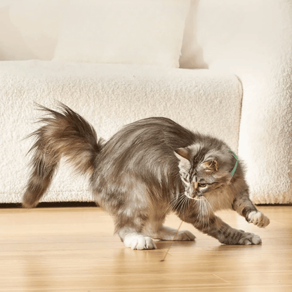 Collier laser pour chat | LaserCat™ - MyPetsHub