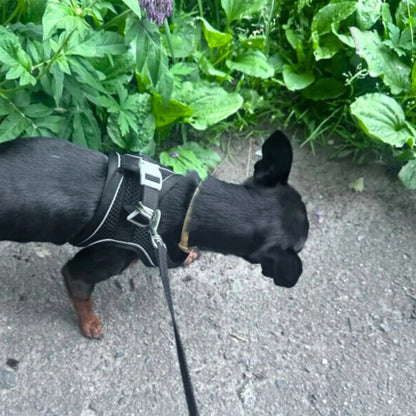 Harnais réfléchissant + laisse offerte pour chat