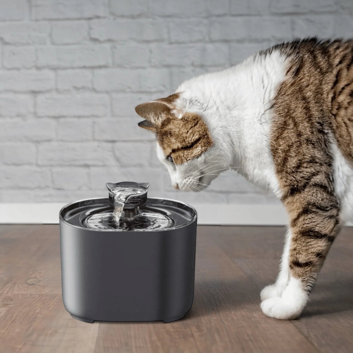 Pack bien-être pour chat
